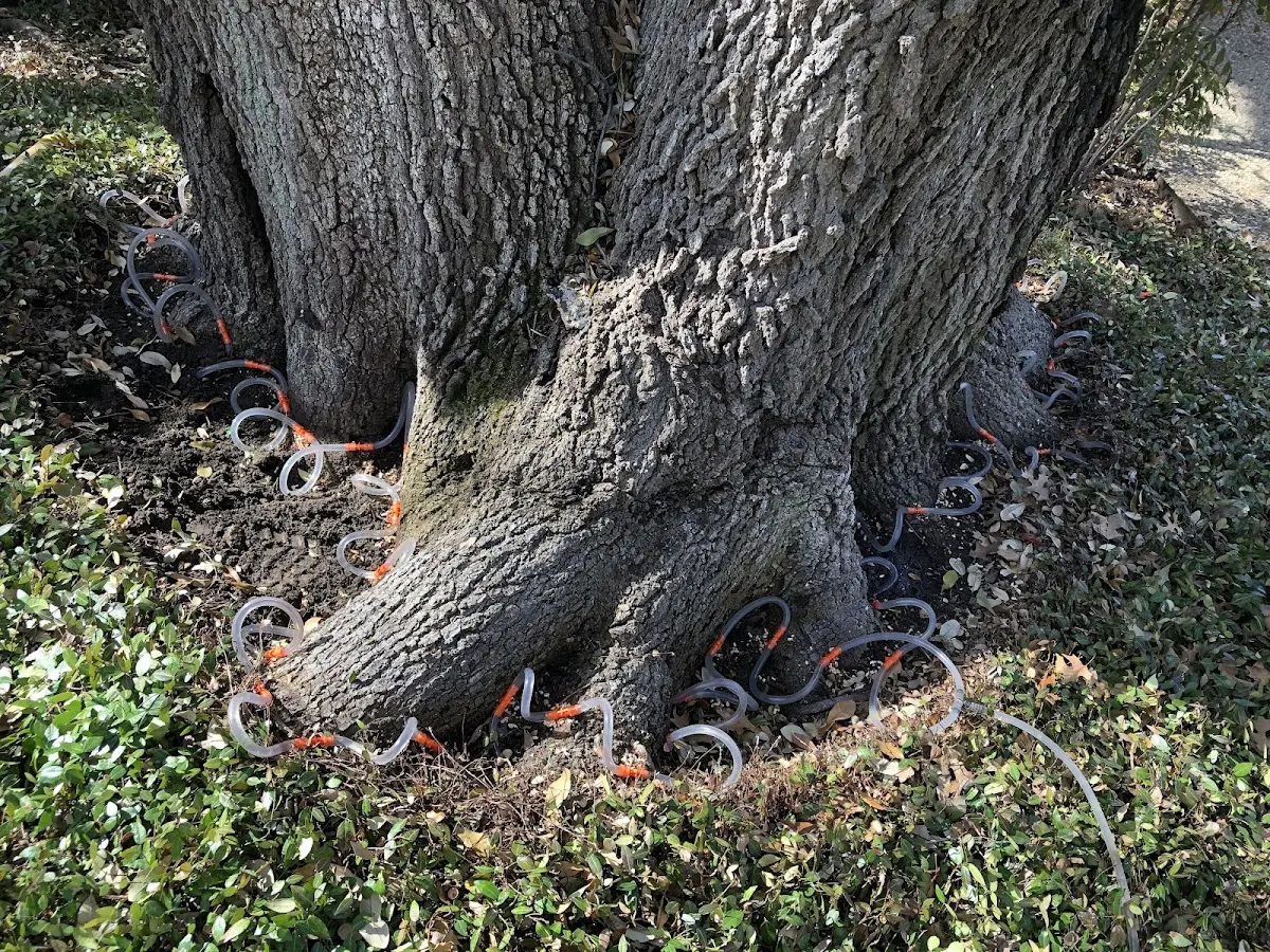 Detailed Tree Cabling and Bracing job site in Sandia