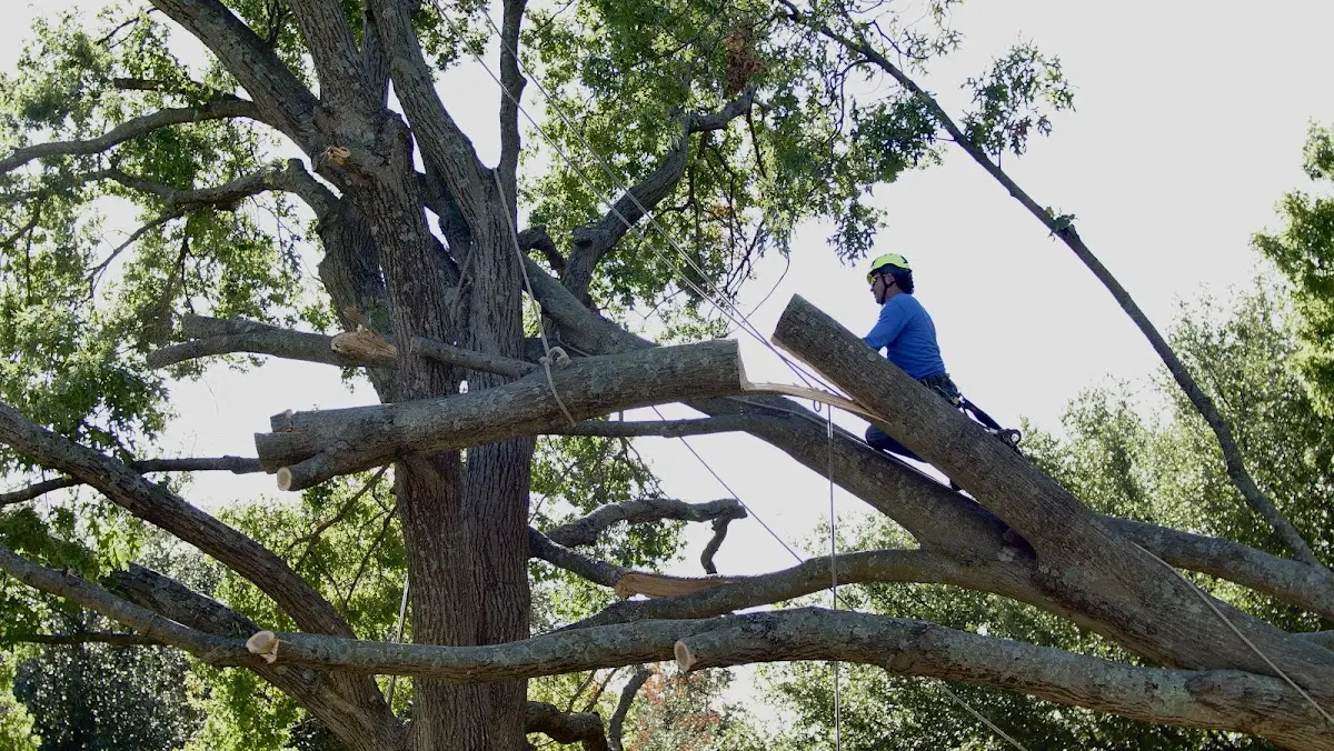 Professional Hazardous Tree Removal performed by certified arborists in Sandia