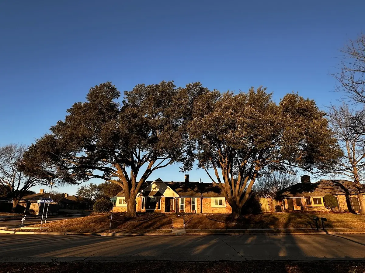Established residential canopy tree shading a home in Sandia